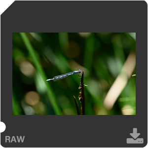 Камера Nikon Z 7II с объективом Nikkor Z MC 105 mm f/2.8 VR S. Примеры RAW файлов