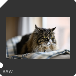 Nikon Z 9 Camera with Nikon Z 9 + Nikkor Z 50mm f/1.2 S. Examples of RAW files