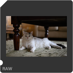Nikon Z 9 Camera with Nikon Z 9 + Nikkor Z 50mm f/1.2 S. Examples of RAW files