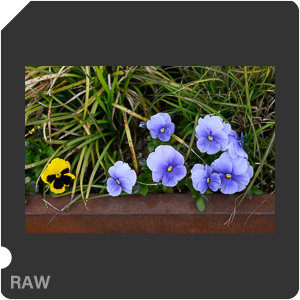 Nikon Z 9 Camera with Nikon Z 9 + Nikkor Z 50mm f/1.2 S. Examples of RAW files