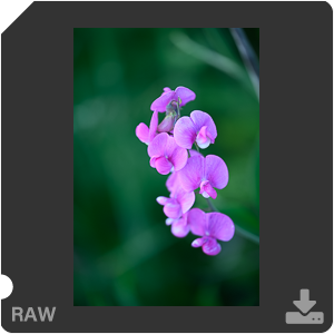 Камера Nikon Z 7II с объективом Nikkor Z MC 105 mm f/2.8 VR S. Примеры RAW файлов