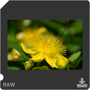 Камера Nikon Z 7II с объективом Nikkor Z MC 105 mm f/2.8 VR S. Примеры RAW файлов