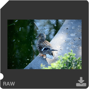 Камера Nikon Z 7II с объективом Nikkor Z MC 105 mm f/2.8 VR S. Примеры RAW файлов