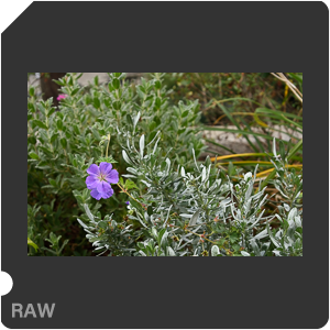 Камера Nikon D3400 с объективом AF-P DX Nikkor 18-55mm f/3.5-5.6G. Примеры RAW файлов