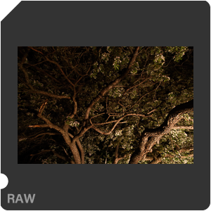 Nikon D5 Camera with AF-S Nikkor 14-24mm f/2.8G ED. Examples of RAW files