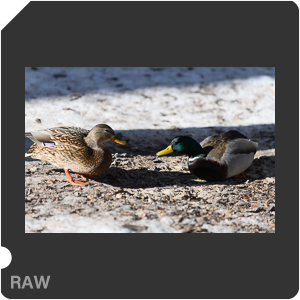 Камера Nikon D с объективом AF-S VR Zoom-Nikkor 70-200mm f/2.8G IF-ED. Примеры RAW файлов