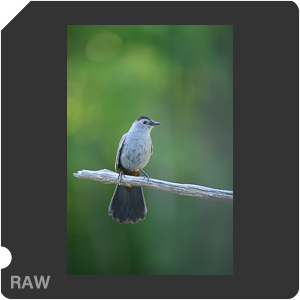 Nikon D780 Camera with AF-S Nikkor 300mm f/4E PF ED VR. Examples of RAW files