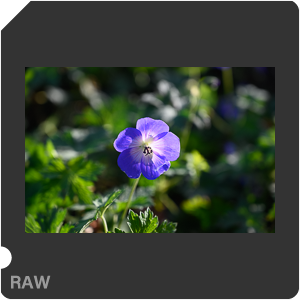 Камера Nikon Z 6 с объективом Nikkor Z 24-70mm f/4 S. Примеры RAW файлов