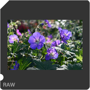 Камера Nikon D3500 с объективом AF-P DX Nikkor 18-55mm F/3.5-5.6G VR. Примеры RAW файлов