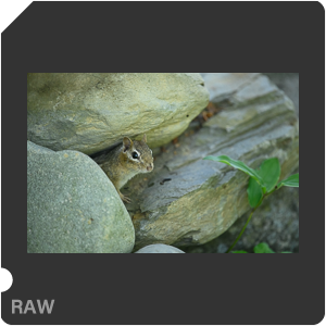 Nikon D780 Camera with AF-S Nikkor 300mm f/4E PF ED VR. Examples of RAW files