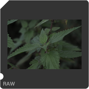 RAW sample