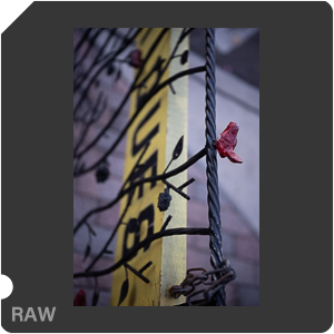 Nikon Z 8 + Nikkor Z 24-70mm f/2.8 S II. Examples of RAW files