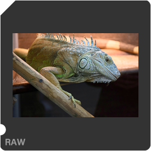 Nikon D3400 с объективом AF-S DX Zoom-Nikkor 17-55mm f/2.8G IF-ED. Примеры RAW файлов