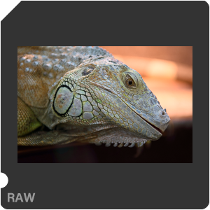 Nikon D3400 с объективом AF-S DX Zoom-Nikkor 17-55mm f/2.8G IF-ED. Примеры RAW файлов