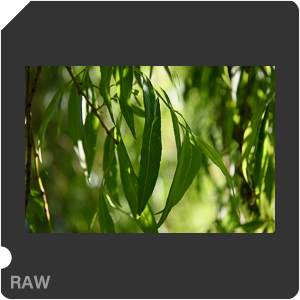 Камера Nikon D500 с объективом AF-S DX Nikkor 16-80mm f/2.8-4E ED VR. Примеры RAW файлов