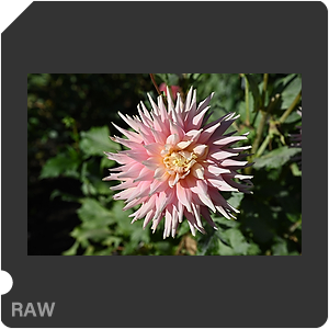 Камера Nikon Z 6III с объективом Nikkor Z 24-70mm f/2.8 S. Примеры RAW файлов