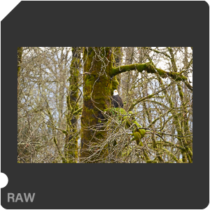 Nikon Z 6 Camera with AF-S Nikkor 500mm f/5.6E PF ED VR. Examples of RAW files