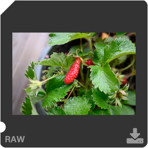 Камера Nikon Z 50 с объективом Nikkor Z DX 24 mm f/1.7. Примеры RAW файлов