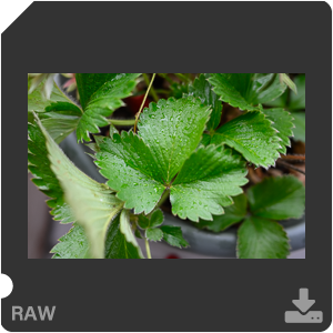 Камера Nikon Z 50 с объективом Nikkor Z DX 24 mm f/1.7. Примеры RAW файлов