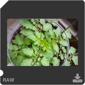 Камера Nikon Z 50 с объективом Nikkor Z DX 24 mm f/1.7. Примеры RAW файлов