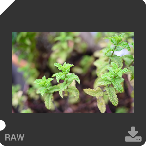 Камера Nikon Z 50 с объективом Nikkor Z DX 24 mm f/1.7. Примеры RAW файлов