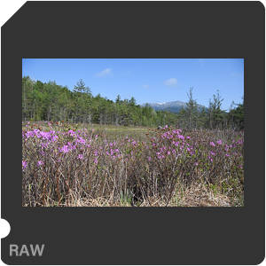 Камера Nikon D5 с объективом AF-S Nikkor 24-70mm f/2.8E ED VR. Примеры RAW файлов