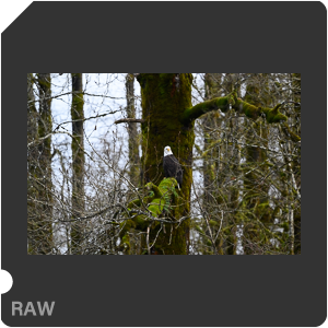 Nikon Z 6 Camera with AF-S Nikkor 500mm f/5.6E PF ED VR. Examples of RAW files