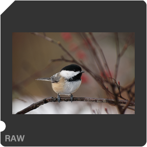 Камера Nikon D3500 с объективом AF-P DX Nikkor 70-300mm f/4.5-6.3G ED. Примеры RAW файлов