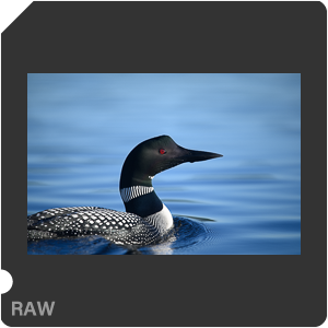 Nikon D780 Camera with AF-S Nikkor 300mm f/4E PF ED VR. Examples of RAW files