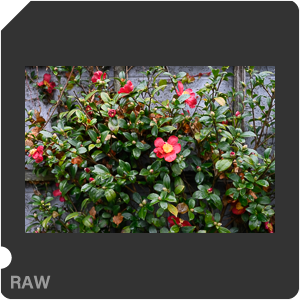 RAW sample