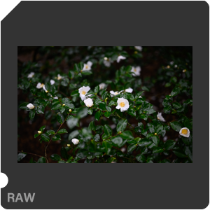 RAW sample
