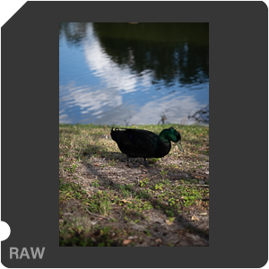 Nikon Z 8 + Nikkor Z 24-70mm f/2.8 S II. Examples of RAW files