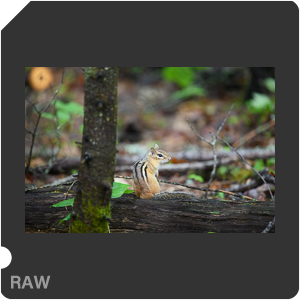 Nikon D780 Camera with AF-S Nikkor 300mm f/4E PF ED VR. Examples of RAW files