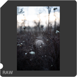 Nikon Z 8 + Nikkor Z 24-70mm f/2.8 S II. Examples of RAW files