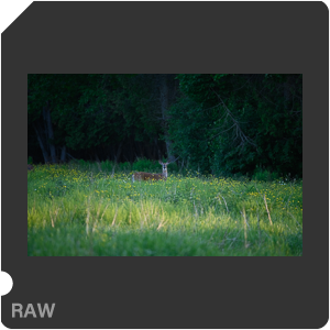 Nikon D780 Camera with AF-S Nikkor 300mm f/4E PF ED VR. Examples of RAW files