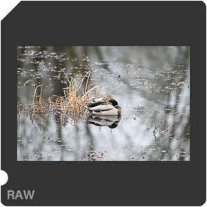 Nikon Z 6 Camera with AF-S Nikkor 500mm f/5.6E PF ED VR. Examples of RAW files