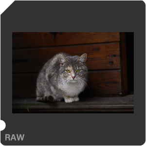 Nikon Z 50 + Meike Z 85mm f/1.8 STM. Примеры RAW файлов