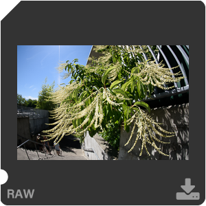 Nikon D810 с объективом AF-S Fisheye Nikkor 8-15mm f/3.5-4.5E ED. Примеры RAW файлов