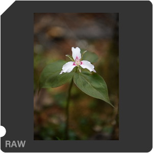 Камера Nikon D5 с объективом AF-S Nikkor 24-70mm f/2.8E ED VR. Примеры RAW файлов