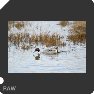 Nikon Z 6 Camera with AF-S Nikkor 500mm f/5.6E PF ED VR. Examples of RAW files