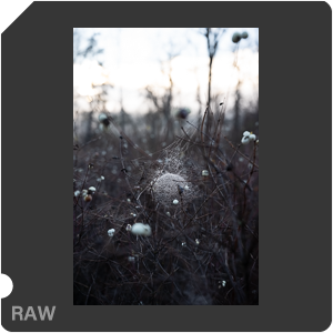 Nikon Z 8 + Nikkor Z 24-70mm f/2.8 S II. Examples of RAW files