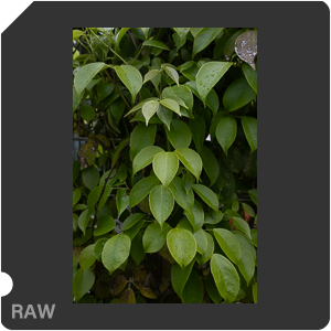 Nikon Z 7 + Viltrox AF 40mm f2.5 Z. Примеры RAW файлов