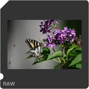 Nikon D780 Camera with AF-S Nikkor 300mm f/4E PF ED VR. Examples of RAW files