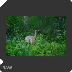 Nikon D780 Camera with AF-S Nikkor 300mm f/4E PF ED VR. Examples of RAW files