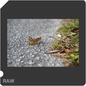 Nikon Z 8 + Nikkor Z 24-70mm f/2.8 S II. Examples of RAW files