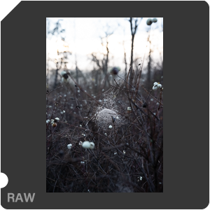 Nikon Z 8 + Nikkor Z 24-70mm f/2.8 S II. Examples of RAW files