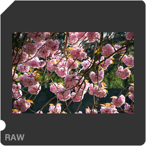 Камера Nikon D500 с объективом AF-S DX Nikkor 16-80mm f/2.8-4E ED VR. Примеры RAW файлов