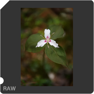 Камера Nikon D5 с объективом AF-S Nikkor 24-70mm f/2.8E ED VR. Примеры RAW файлов