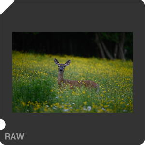 Nikon D780 Camera with AF-S Nikkor 300mm f/4E PF ED VR. Examples of RAW files