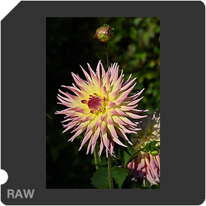 Камера Nikon Z 6III с объективом Nikkor Z 24-70mm f/2.8 S. Примеры RAW файлов